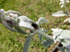 Bombus ruderarius