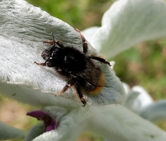 Bombus ruderarius