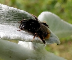 Bombus ruderarius