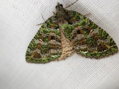 Austrocidaria similata