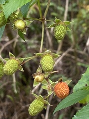 Rubus fraxinifolius