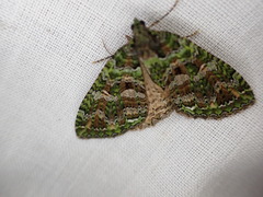 Austrocidaria similata