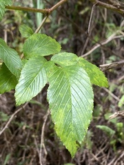 Rubus fraxinifolius