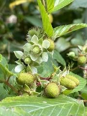 Rubus fraxinifolius