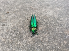 Chrysochroinae