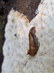 Prophysaon vanattae