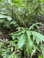 Habenaria pantlingiana