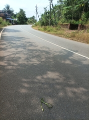 Ahaetulla