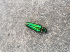 Chrysochroinae