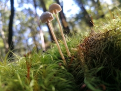 Laccaria masoniae