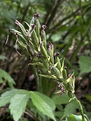 Habenaria pantlingiana