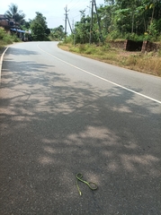 Ahaetulla
