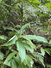 Habenaria pantlingiana