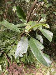 Turpinia formosana