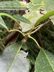 Turpinia formosana