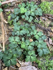 Sanicula lamelligera