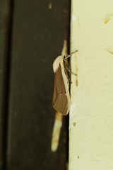 Creatonotos