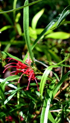 Grevillea oleoides