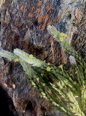 Struthiola tomentosa