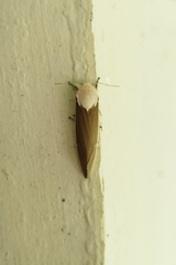 Creatonotos