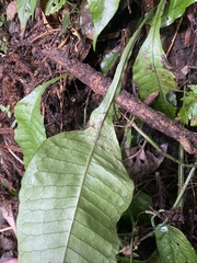 Leptochilus decurrens