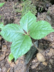 Chloranthus oldhamii