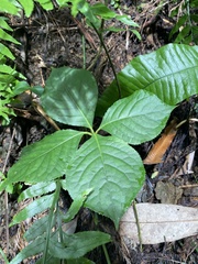 Chloranthus oldhamii