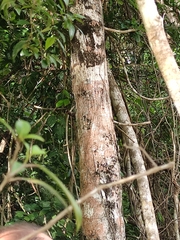 Metopium brownei
