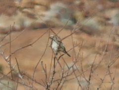 Crithagra albogularis