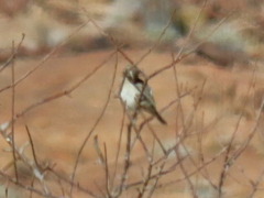 Crithagra albogularis