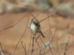 Crithagra albogularis