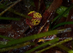 Botrylloides perspicuus