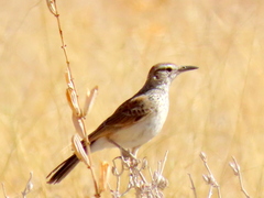 Certhilauda subcoronata benguelensis