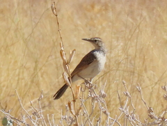 Certhilauda subcoronata benguelensis