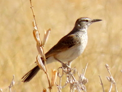 Certhilauda subcoronata benguelensis