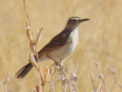 Certhilauda subcoronata benguelensis