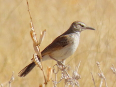 Certhilauda subcoronata benguelensis
