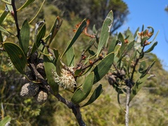 Hakea dactyloides