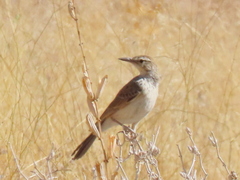 Certhilauda subcoronata benguelensis