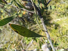 Hakea dactyloides