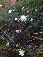 Scabiosa ochroleuca