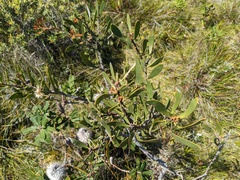 Hakea dactyloides