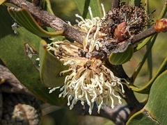 Hakea dactyloides