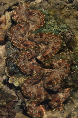 Tridacna