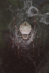 Herennia multipuncta