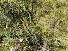 Hakea dactyloides