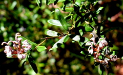 Grevillea sphacelata
