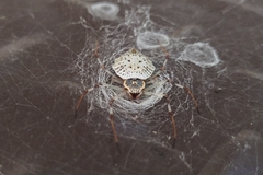 Herennia multipuncta