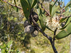 Hakea dactyloides