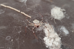 Herennia multipuncta